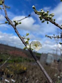 Декоративная яблоня Эверест (Еwerestе)