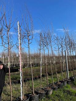 Декоративная яблоня Эверест (Еwerestе)