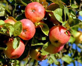 Яблоня Яблочный Спас (Yablochnyj Spas)