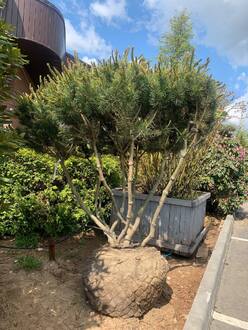 Сосна горная Мугус (Mughus) форма зонт