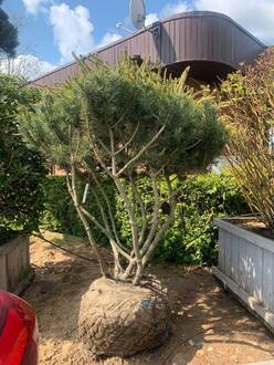 Сосна горная Мугус (Mughus) форма зонт