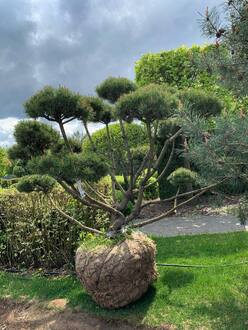 Бонсай сосна горная Пинус Муго (Pinus Mugo)