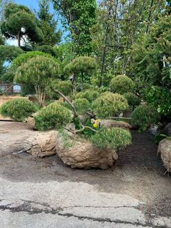 Бонсай сосна горная Пинус Муго (Pinus Mugo)