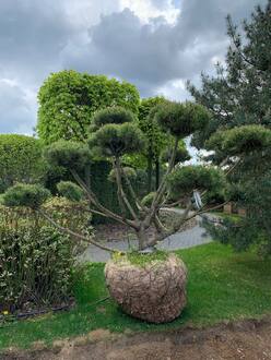 Бонсай сосна горная Пинус Муго (Pinus Mugo)