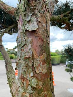 Бонсай сосна обыкновенная Глаука (Glauca)