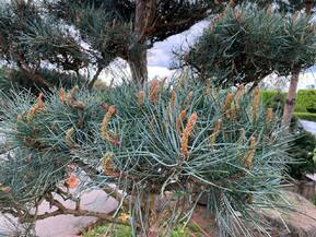 Бонсай сосна обыкновенная Глаука (Glauca)