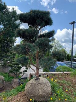 Бонсай сосна обыкновенная Глаука (Glauca)