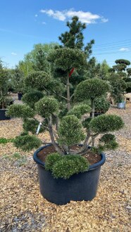 Бонсай сосна горная Гном (Gnom)