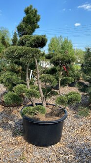 Бонсай сосна горная Гном (Gnom)