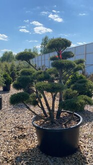 Бонсай сосна горная Гном (Gnom)