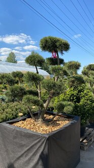 Бонсай сосна горная Гном (Gnom)