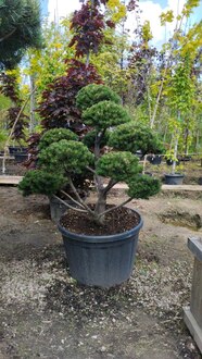 Бонсай сосна горная Гном (Gnom)