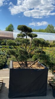 Бонсай сосна горная Гном (Gnom)