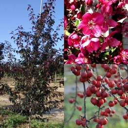 Декоративная яблоня Роялти (Royalty)