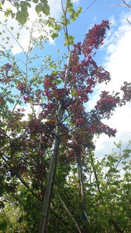 Декоративная яблоня Роялти (Royalty)