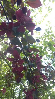 Декоративная яблоня Роялти (Royalty)