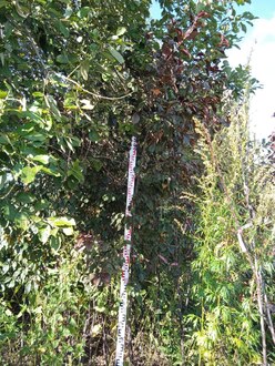 Декоративная яблоня Роялти (Royalty)