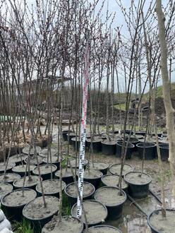 Декоративная яблоня Роялти (Royalty)