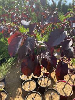 Декоративная яблоня Роялти (Royalty)