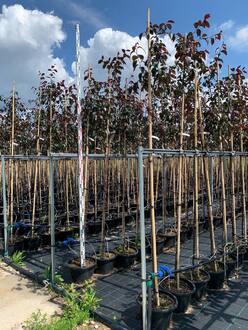 Декоративная яблоня Роялти (Royalty)