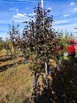 Декоративная яблоня Роялти (Royalty)