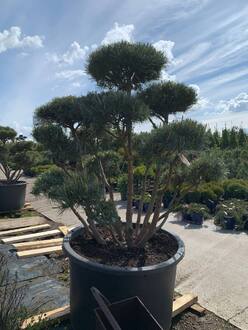 Бонсай сосна обыкновенная Ватерери (Watereri) 150-175*150-175 см