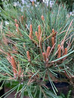 Бонсай сосна обыкновенная Ватерери Watereri 150-175*200-250 см