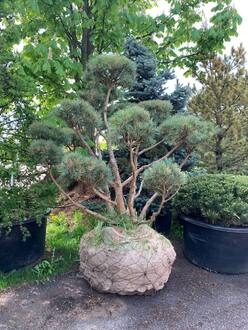 Бонсай сосна обыкновенная Ватерери Watereri 150-175*200-250 см