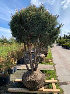 Зонт сосна обыкновенная Ватерери Watereri 175-200*150-200 см