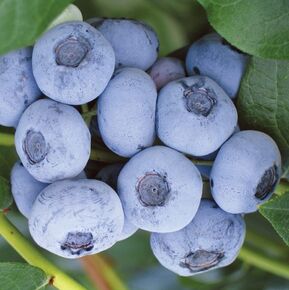 Голубика высокая Либерти (Liberty)