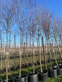 Декоративная яблоня Рудольф (Rudolf)