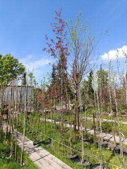 Декоративная яблоня Рудольф (Rudolf)