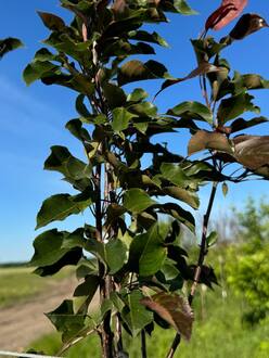 Декоративная яблоня Рудольф (Rudolf)