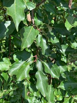 Декоративная яблоня Рудольф (Rudolf)