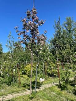 Декоративная яблоня Рудольф (Rudolf)