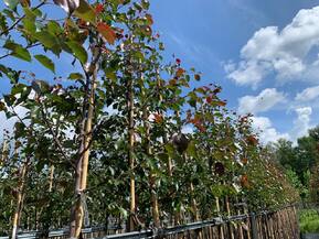 Декоративная яблоня Рудольф (Rudolf)