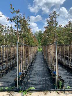 Декоративная яблоня Рудольф (Rudolf)