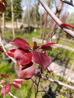 Декоративная яблоня Рудольф (Rudolf)