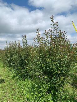 Декоративная яблоня Рудольф (Rudolf)