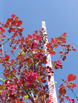 Декоративная яблоня Рудольф (Rudolf)