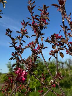 Декоративная яблоня Рудольф (Rudolf)