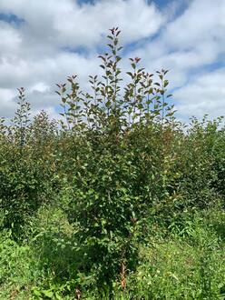 Декоративная яблоня Рудольф (Rudolf)