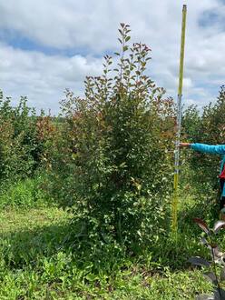 Декоративная яблоня Рудольф (Rudolf)