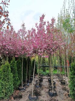 Декоративная яблоня Рудольф (Rudolf)