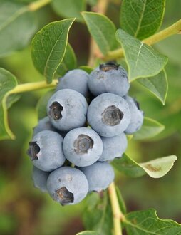 Голубика топяная Дивная (Divnaya)