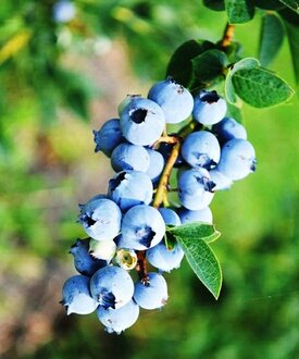 Голубика топяная Изящная (Izyashnaya)