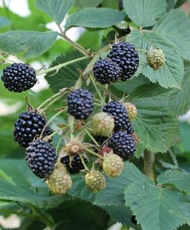 Ежевика Миднайт (Midnight)