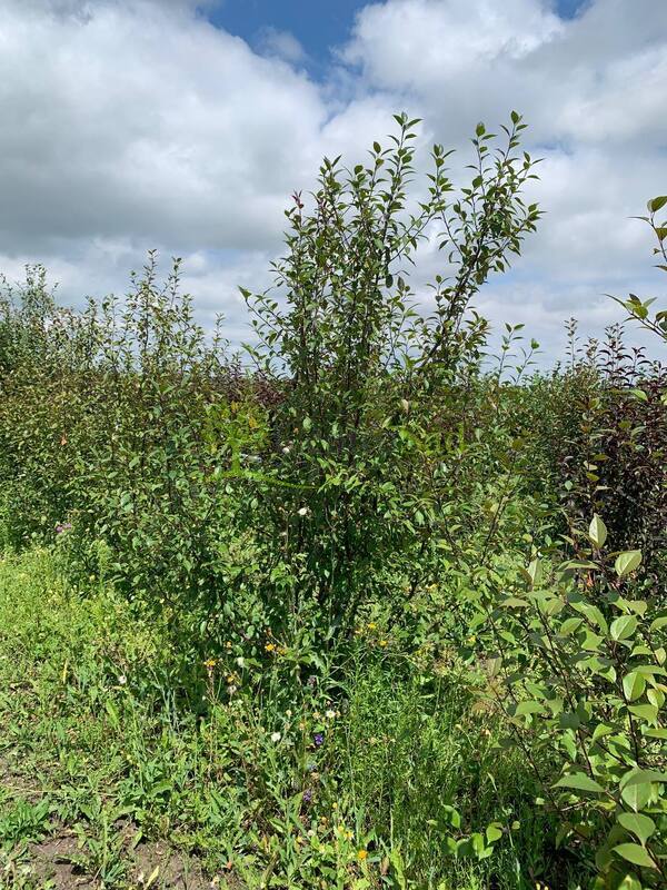 Декоративная яблоня Недзведского Недзвецкиана (Niedzwetzkyana)