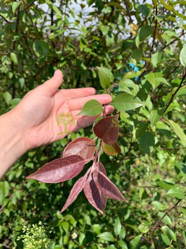 Декоративная яблоня Недзведского Недзвецкиана (Niedzwetzkyana)