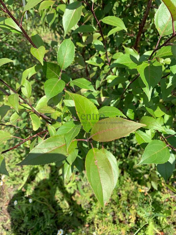 Декоративная яблоня Недзведского Недзвецкиана (Niedzwetzkyana)